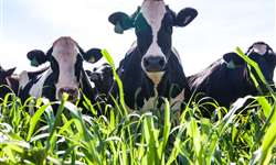 Atualidades na suplementação com aminoácidos protegidos para vacas leiteiras - Parte 1