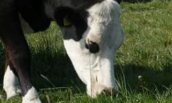 O teor de matéria seca de alimentos volumosos e impactos na produção de leite em fazendas