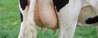 Como identificar no pré-parto, vacas com maior risco de distúrbios periparto e como manejá-las? Parte 1