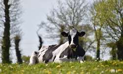 Tecnologias na pecuária precisão: escutando as vacas
