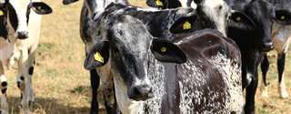 Relação entre Nutrição e Reprodução da vaca em lactação - Parte 1