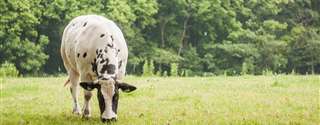 Importância da condição corporal para vacas leiteiras