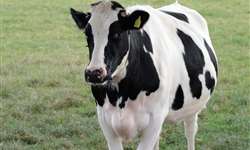 Manejo de vacas leiteiras para melhoria do desempenho reprodutivo durante períodos de estresse calórico