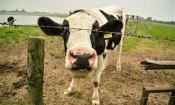Expectativas de eficiência reprodutiva em vacas de leite tratadas com somatotropina bovina