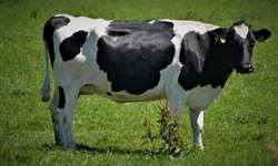 Efeito do cipionato de estradiol no pós-parto de vacas leiteiras