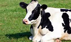 Falhas reprodutivas em vacas sob estresse térmico: aspectos básicos e aplicados