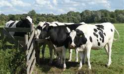 Dinâmica folicular e concentração de esteróides e gonadotropinas em vacas em lactação e novilhas