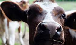 Sincronização de estro em vacas de leite utilizando prostaglandina (PGF2a), hormônio liberador de gonadotropinas (GnRH) e cipionato de estradiol (ECP)