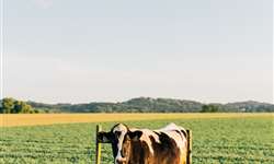 Nutrição e problemas de casco em bovinos
