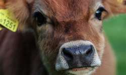 O aleitamento da bezerra afeta a produção de leite da futura vaca?