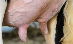 Mastite causa dor e afeta o bem-estar da vaca