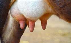 Mastite clínica afeta desempenho reprodutivo de vacas leiteiras