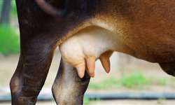 O que aumenta a chance da vaca ter mastite clínica?