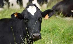 Efeitos da duração do período seco e dieta pré-parto em parâmetros metabólicos e na lactação de vacas de leite