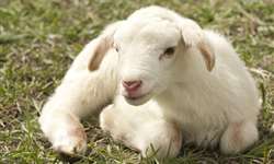 Toxemia da gestação em ovelhas e cabras