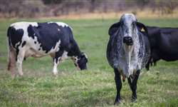 Efeito do escore da condição corporal na ciclicidade de vacas lactantes das raças holandesas, girolandas e nelore