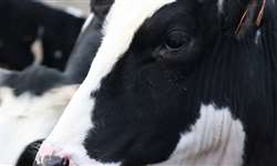 Influência da produção de leite na concepção após inseminação artificial ou transferência de embriôes em vacas holandesas lactantes