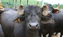 Novas técnicas para inseminação artificial em búfalas