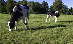 Efeito da composição genética, alimentação e ordem de parição no intervalo parto primeira ovulação e primeiro estro em vacas mantidas a pasto