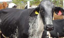 Efeito da inclusão de eCG em protocolos de IATF na concepção de vacas de leite mestiças