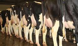 Efeitos da utilização de protocolo de sincronização da ovulação em parâmetros reprodutivos de vacas leiteiras de alta produção