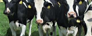 Escore de locomoção para avaliar o conforto das vacas