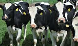 Escore de locomoção para avaliar o conforto das vacas