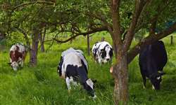 Alimentos alternativos e  a integração  lavoura-pecuária-floresta na produção de ruminantes