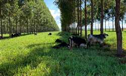 Integração Lavoura/pecuária leiteira - experiência no estado do Paraná