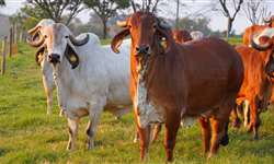 Superovulação em vacas da raça gir com diferentes concentrações de FSH/LH em oito subdoses