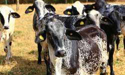 Sete maneiras de melhorar a fertilidade de vacas leiteiras