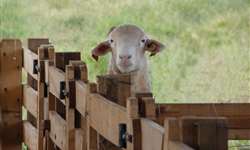 Métodos de sobressemeadura para produção das pastagens para ovinos e caprinos