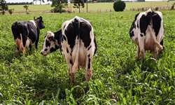 Uso de soluções nutritivas (drench) em vacas recém paridas