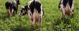 Uso de soluções nutritivas (drench) em vacas recém paridas