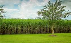 Qual a melhor variedade e de que forma deve-se conduzir a colheita em cana-de-açúcar?