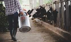 Organização das tarefas e pessoas na fazenda leiteira