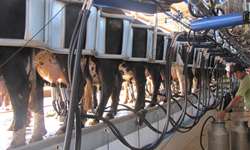 Como o estresse da vaca leiteira afeta o manejo de ordenha