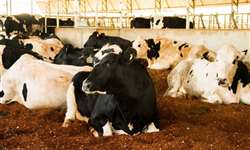 Compost Barn: Uma alternativa para o confinamento de vacas leiteiras
