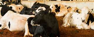 Compost Barn: Uma alternativa para o confinamento de vacas leiteiras