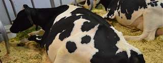 Quando começar a inseminar as vacas pós-parto?