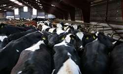 A condição reprodutiva das vacas do lote influencia a eficiência da detecção de cio?
