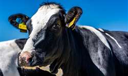 Estresse calórico e seu efeito no desempenho de vacas leiteiras