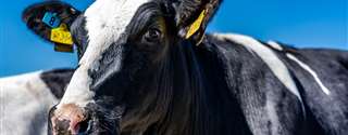 Estresse calórico e seu efeito no desempenho de vacas leiteiras