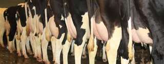 Estratégias de manejo para aumentar a eficiência reprodutiva de vacas de leite