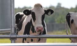 Altas temperaturas e a saúde das vacas leiteiras