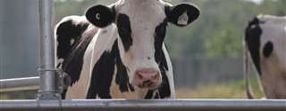 Altas temperaturas e a saúde das vacas leiteiras