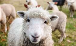 Tolerância ao calor em ovelhas lanadas e deslanadas, em Nova Odessa - SP