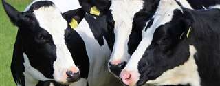 A influência do ambiente quente sobre os parâmetros fisiológicos de vacas leiteiras