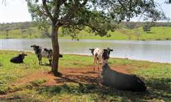 Sombreamento e conforto térmico de vacas leiteiras