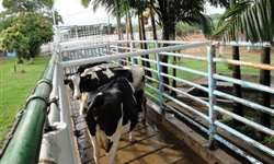 Indústria veterinária brasileira tenta reverter veto a vermífugo